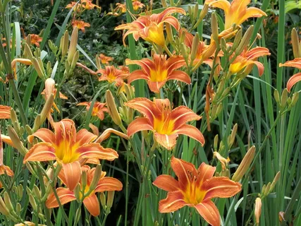 野生橙色百合花图片 野生橙色百合花图片
