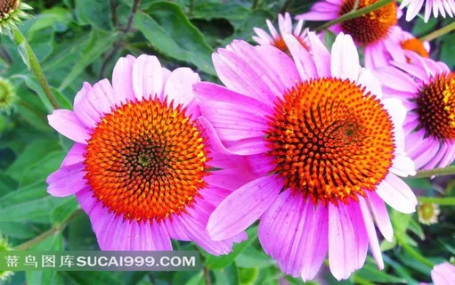 娇艳美丽的菊花素材