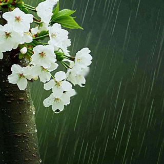 春天雨天白色花朵，雨水谷雨摄影图