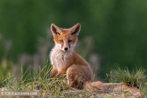 户外小狐狸图片