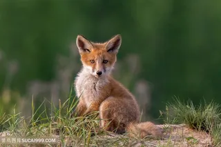 户外小狐狸图片