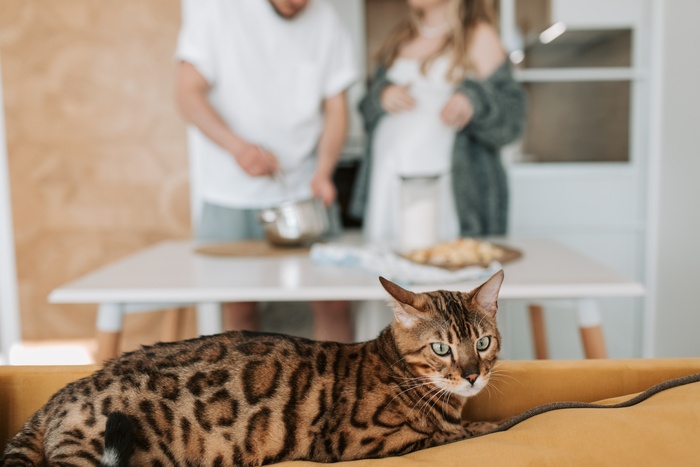 可爱猫咪猫猫摄影素材