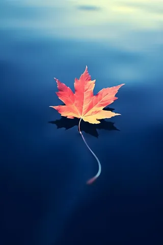 秋叶蓝色水面背景