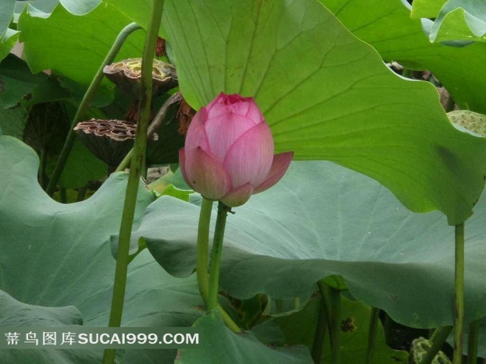 含苞待放的荷花
