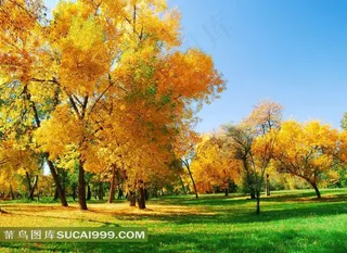 唯美枫叶树林景色风景图片