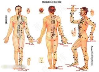 人体标准经穴部位挂图