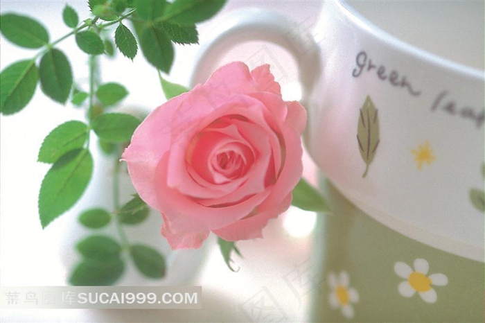 浪漫情人节杯子旁的粉玫瑰花
