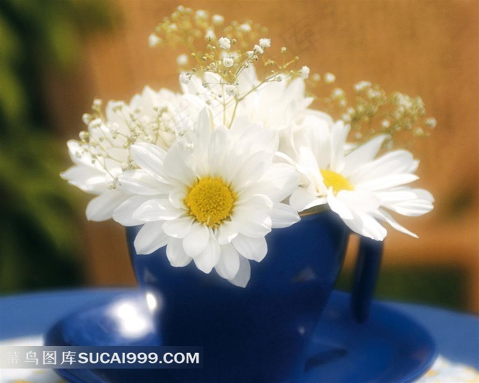 白色菊花鲜花花艺摄影