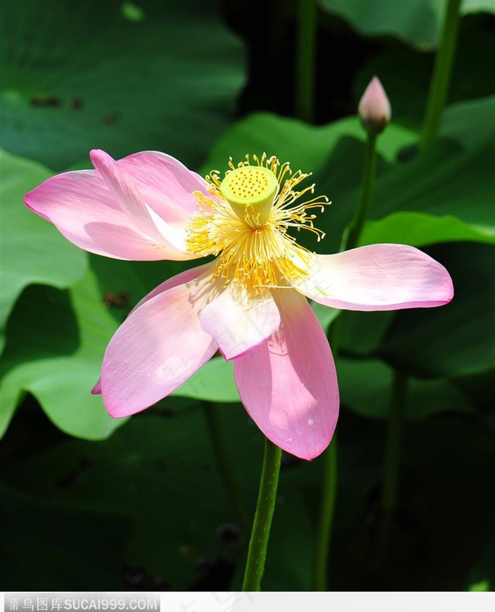 池塘中凋落的莲花荷花图片