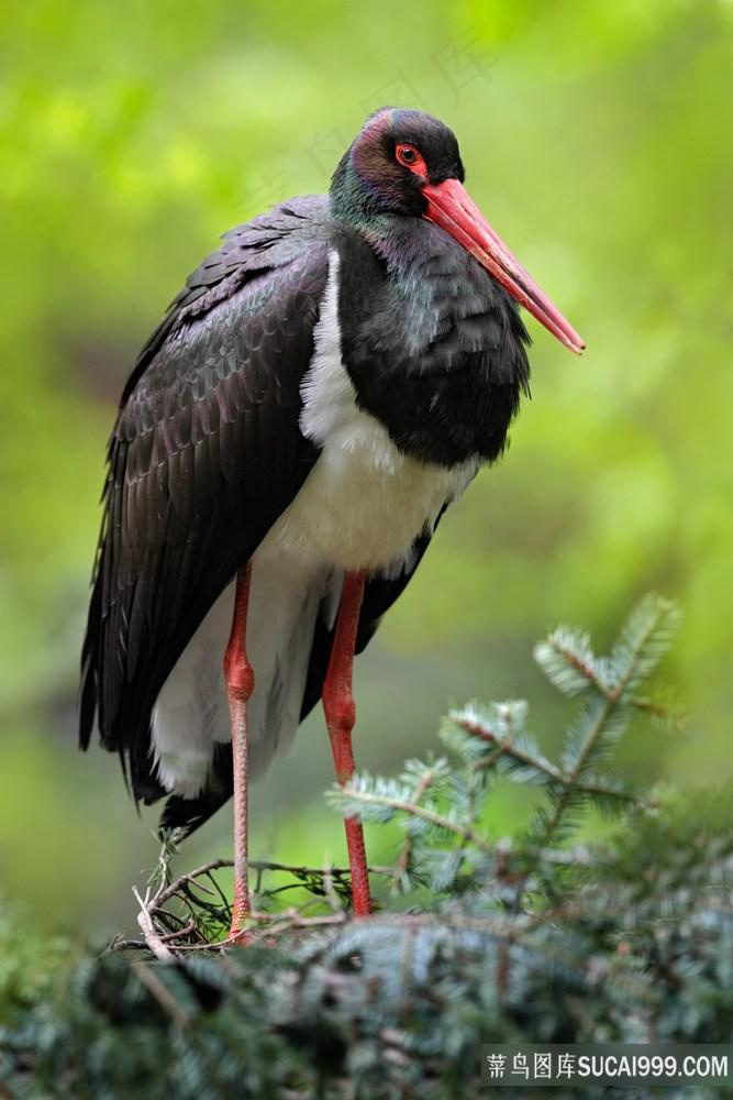 犹豫中的长腿鸟