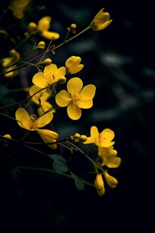 黑色背景棣棠花图