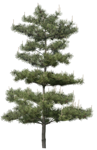 高清树木素材 免抠PSD植物素材 美术绘画园林贴图 树草灌木花草