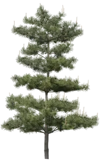 高清树木素材 免抠PSD植物素材 美术绘画园林贴图 树草灌木花草 高清树木素材 免抠PSD植物素材 美术绘画园林贴图 树草灌木花草