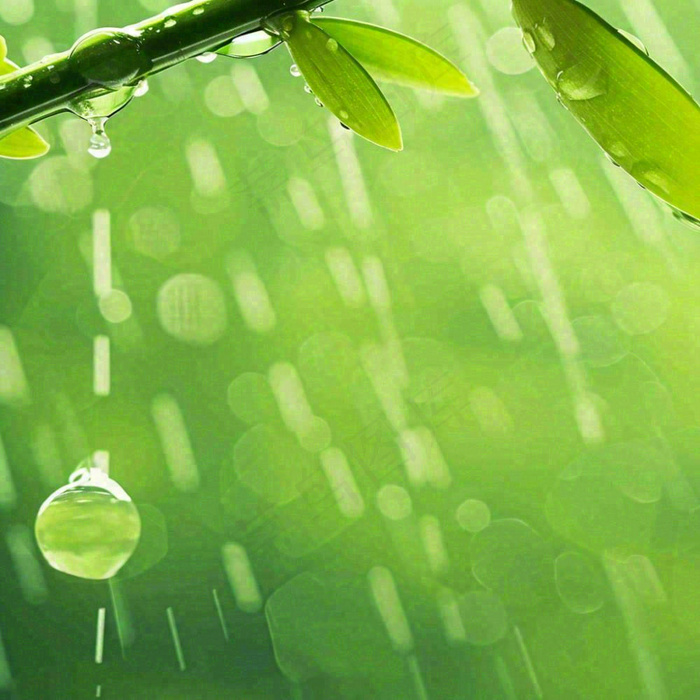 清新绿色春天绿芽叶子雨水露珠，春分谷雨摄影图(1024x1024)