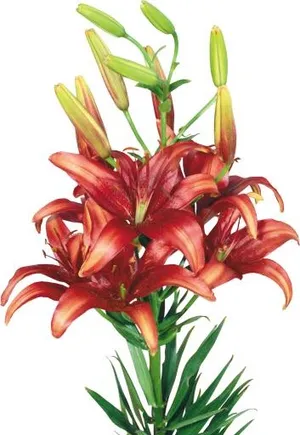 百合花免抠
