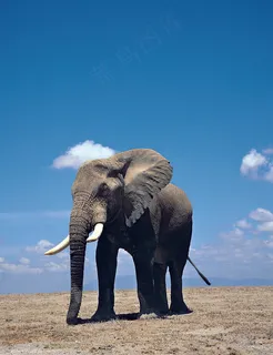 非洲象图片