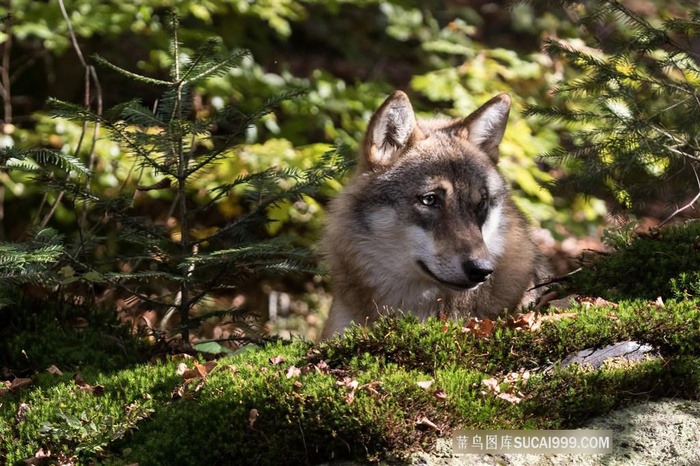 体型较小的豺狼图片