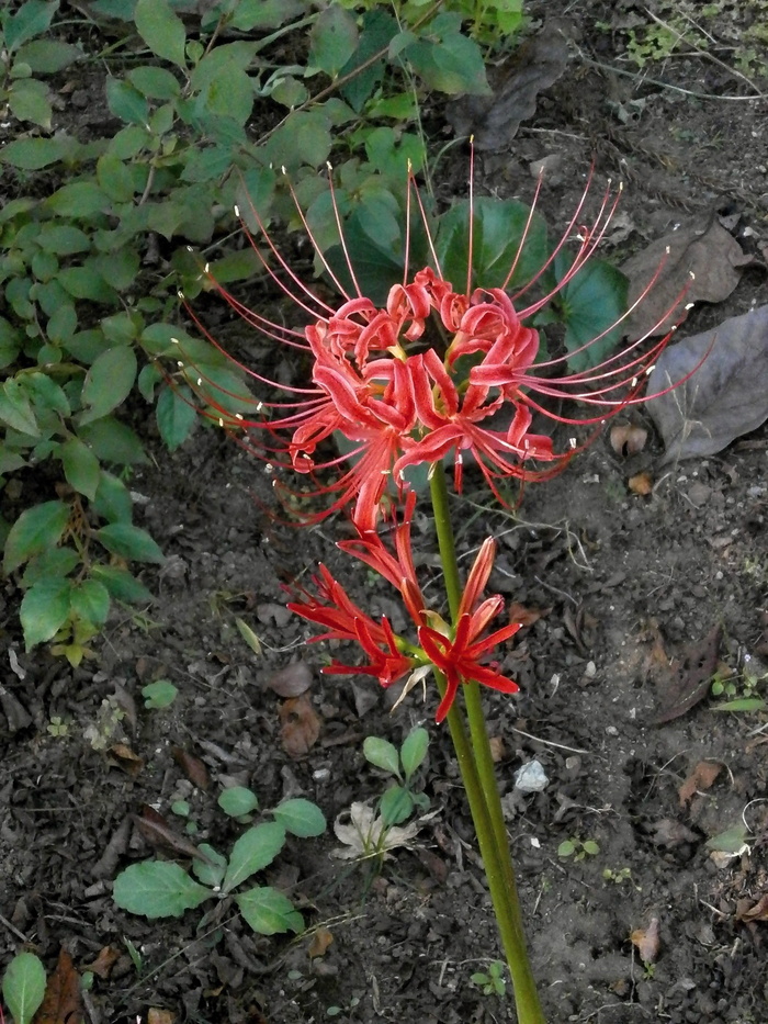 红花彼岸花图片