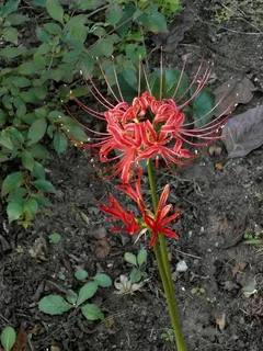 红花彼岸花图片 红花彼岸花图片