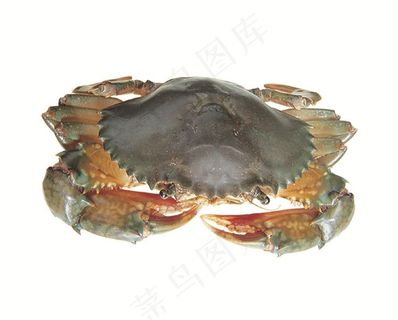 白色背景中的螃蟹