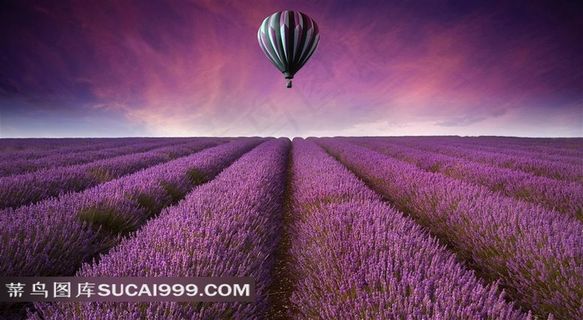 薰衣草种植园上空的热气球图片