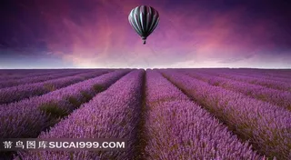 薰衣草种植园上空的热气球图片