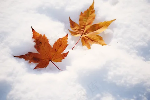 雪地里的枫叶白雪雪景摄影图