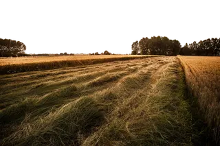 收割田地现代农业