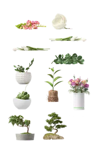 植物盆栽免抠png 植物盆栽免抠png
