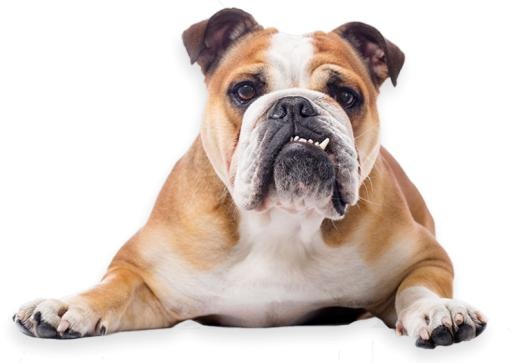 斗牛犬 PNG免抠(741x526)