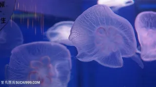 海洋生物水母