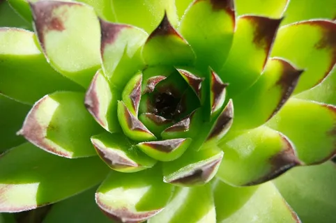 绿色多汁植物盆栽图片 绿色多汁植物盆栽图片