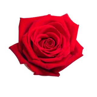 鲜花玫瑰免扣素材 鲜花玫瑰免扣素材