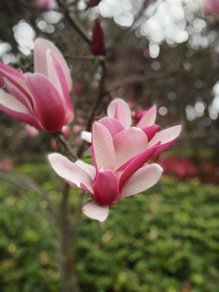 美丽红色木兰花