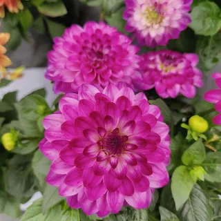 花卉绿植园艺大丽花紫色4