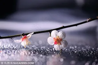 超高清唯美梅花鲜花图片