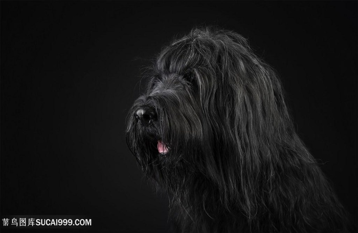 超高清伯瑞犬狗狗图片