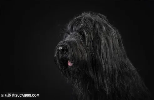 超高清伯瑞犬狗狗图片