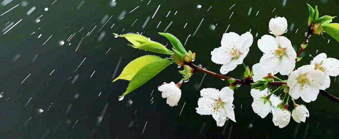 春天下雨花朵谷雨，惊蛰，雨水摄影图(1712x704)