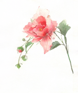 花朵|装饰|免扣元素|多色 花朵|装饰|免扣元素|多色