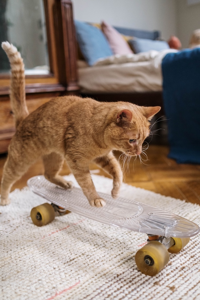 可爱猫咪猫猫摄影素材