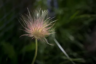 白头翁草本图片