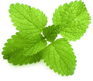 薄荷 PNG免抠
