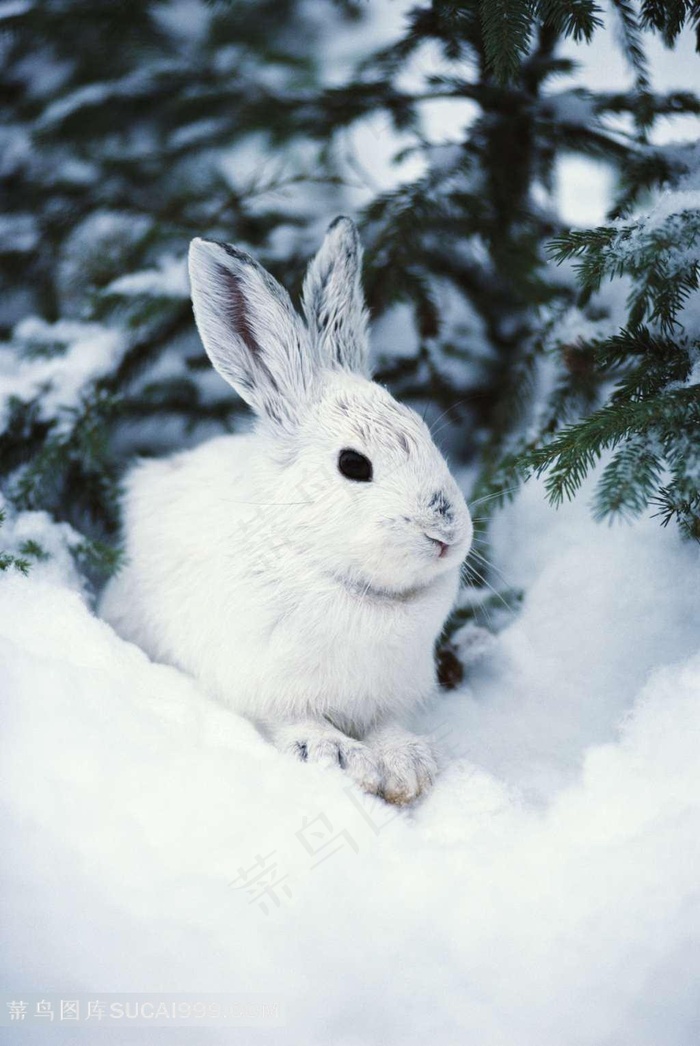 雪地里的白色兔子