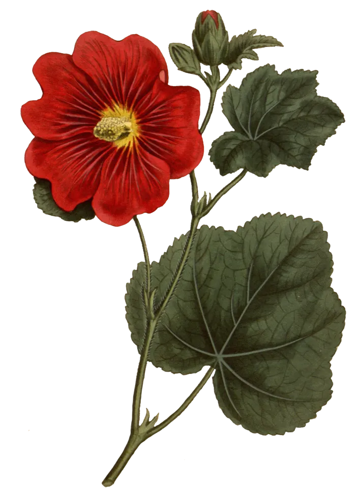 鲜花玫瑰免扣素材
