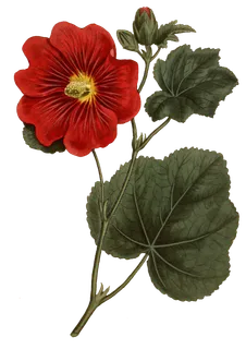 鲜花玫瑰免扣素材