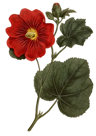 鲜花玫瑰免扣素材