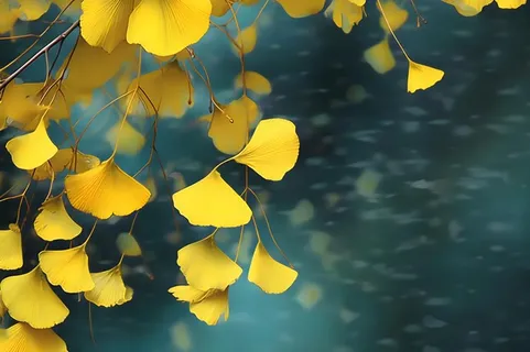 秋叶黄色树枝虚化背景