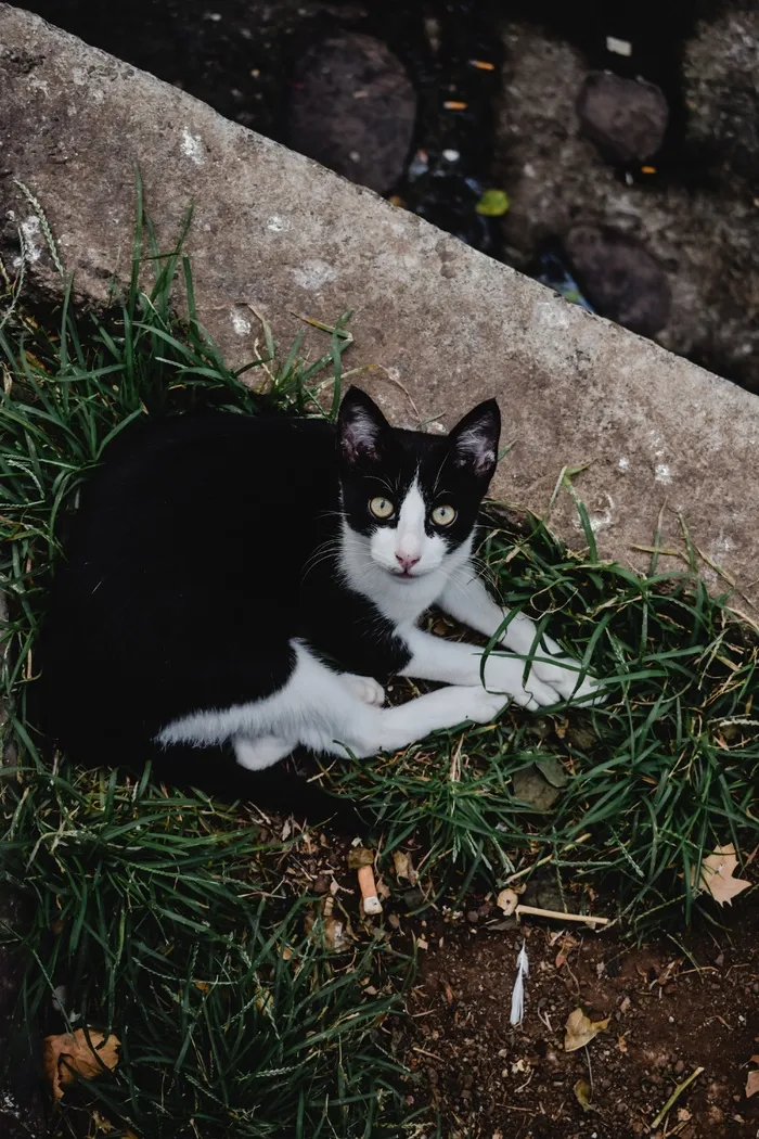 可爱猫咪猫猫摄影素材
