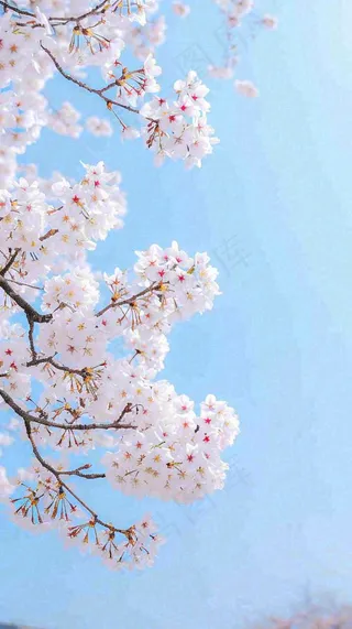 春天开满花朵的树冠仰拍蓝色天空，立春，春分摄影图